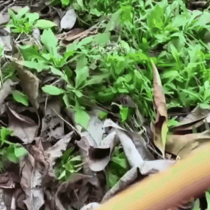 AZADÓN + RASTRILLO DE MANO 🤩😱 ¡Deshierba, afloja y prepara!